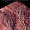 Earth System History - 4th Edition