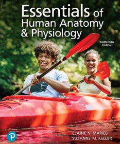 Essentials of Human Anatomy & Physiology - 13th Edition