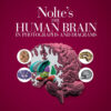 Nolte's The Human Brain in Photographs and Diagrams - 5th Edition