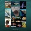 The Physiology of Fishes - 5th Edition