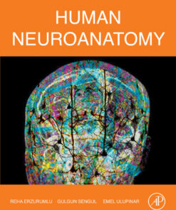 Human Neuroanatomy - 1st Edition