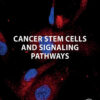 Cancer Stem Cells and Signaling Pathways - 1st Edition