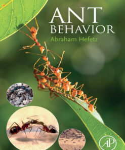 Ant Behavior