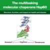 The multitasking molecular chaperone Hsp60