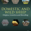 Domestic and Wild Sheep