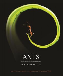 Ants