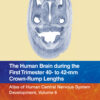 The Human Brain during the First Trimester 40- to 42-mm Crown-Rump Lengths - 1st Edition
