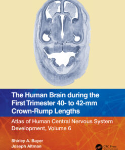 The Human Brain during the First Trimester 40- to 42-mm Crown-Rump Lengths - 1st Edition