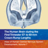 The Human Brain during the First Trimester 57- to 60-mm Crown-Rump Lengths - 1st Edition