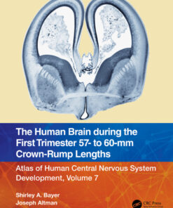 The Human Brain during the First Trimester 57- to 60-mm Crown-Rump Lengths - 1st Edition