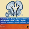 The Human Brain during the Second Trimester 190– to 210–mm Crown-Rump Lengths - 1st Edition