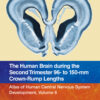 The Human Brain during the Second Trimester 96– to 150–mm Crown-Rump Lengths - 1st Edition