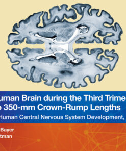 The Human Brain during the Third Trimester 310– to 350–mm Crown-Rump Lengths - 1st Edition