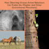 Why Elephants Cry - 1st Edition