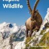 Field Guide to Alpine Wildlife - 1st Edition