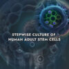 Stepwise Culture of Human Adult Stem Cells - 1st Edition