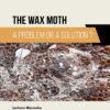 The Wax Moth: A Problem or a Solution? - 1st Edition